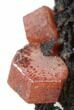 Red Vanadinite Crystals on Manganese Oxide - Morocco #38469-1